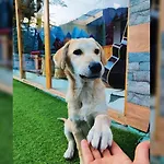 Ats -Manali