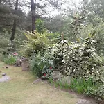Tall Trees Resort
