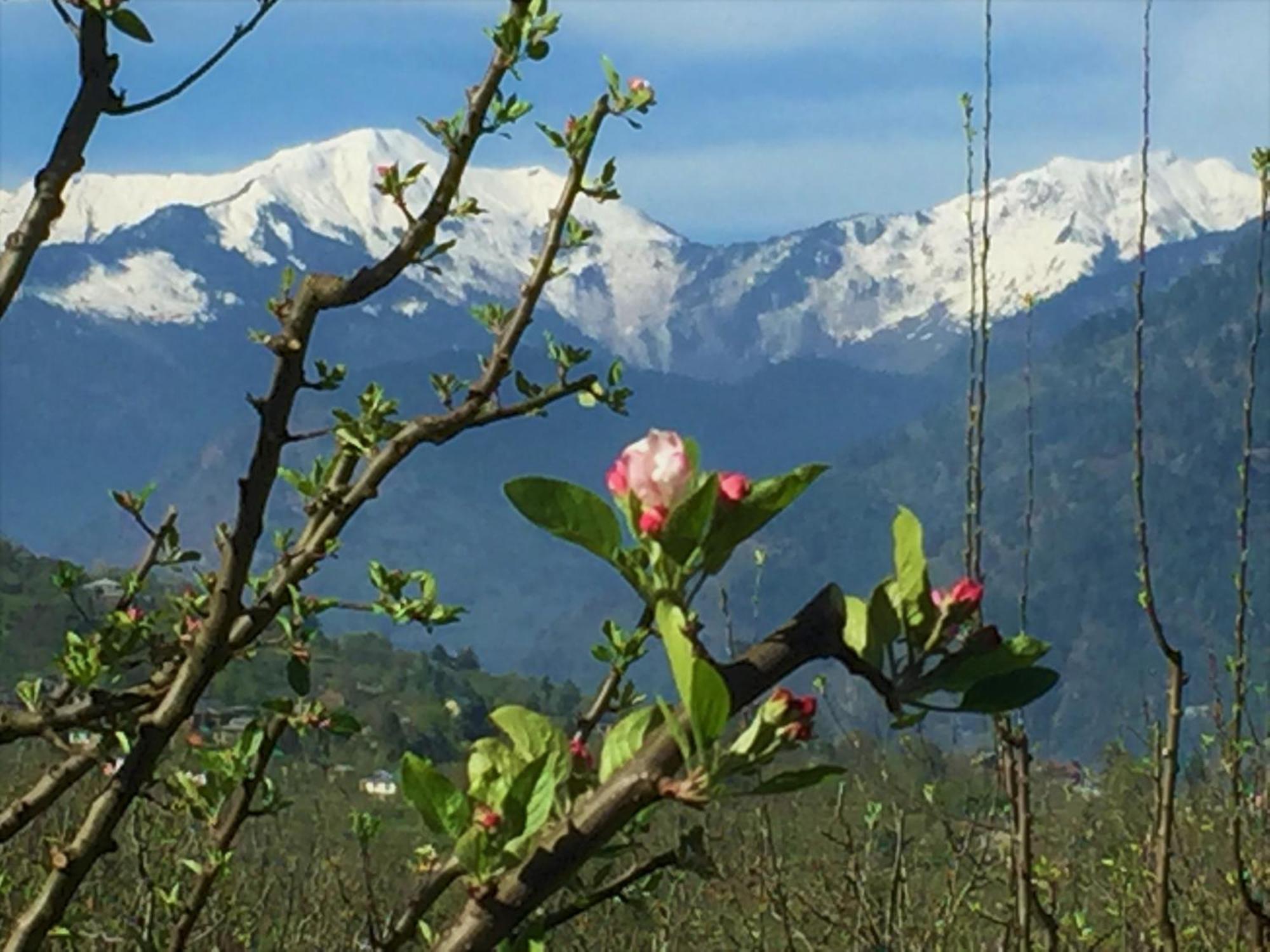 Shivadya - A Luxury Boutique Manali (Himachal Pradesh)