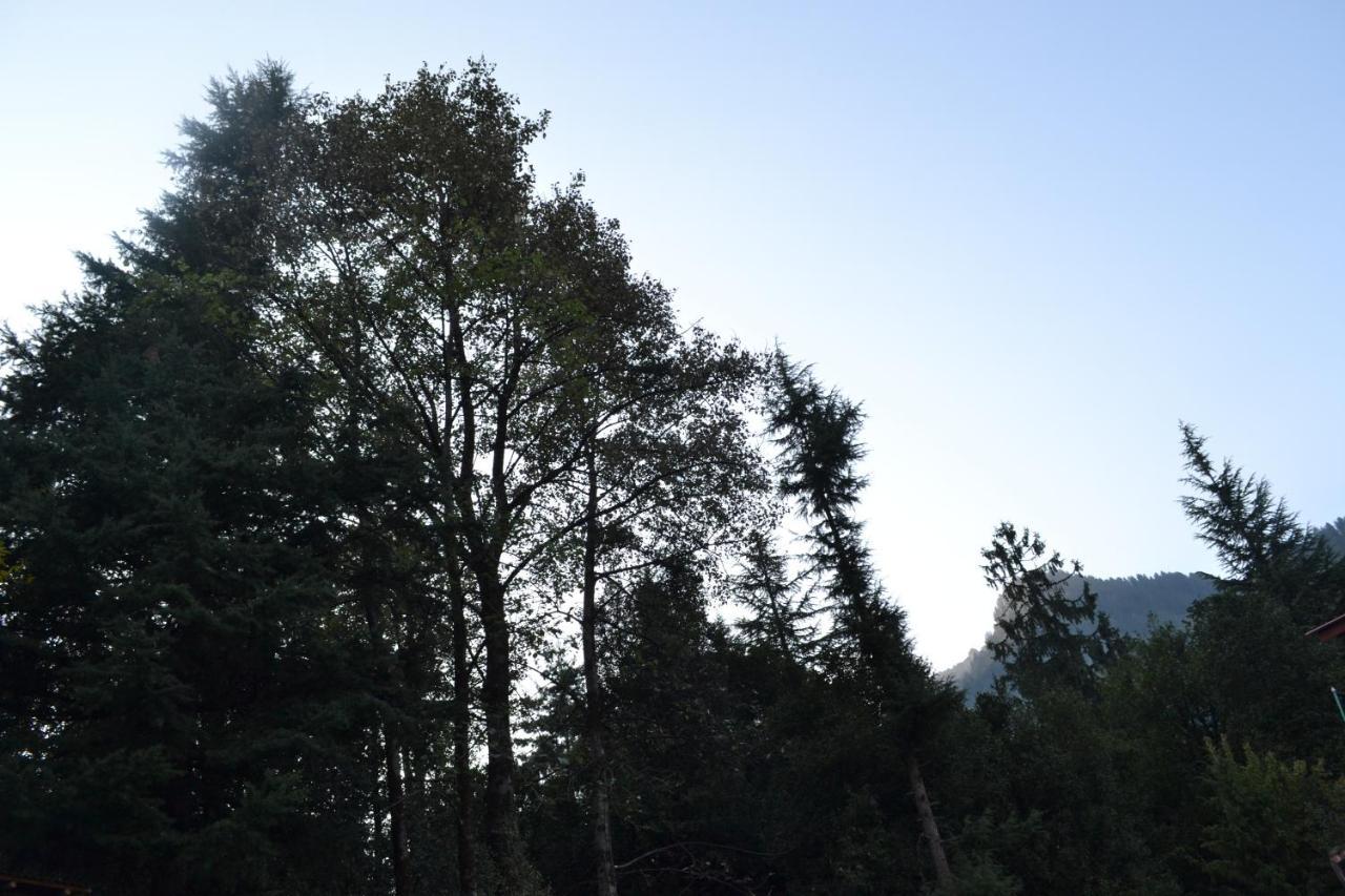 Forest Wood Manali (Himachal Pradesh)