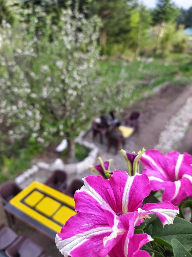 Hostel Farm And Camps *