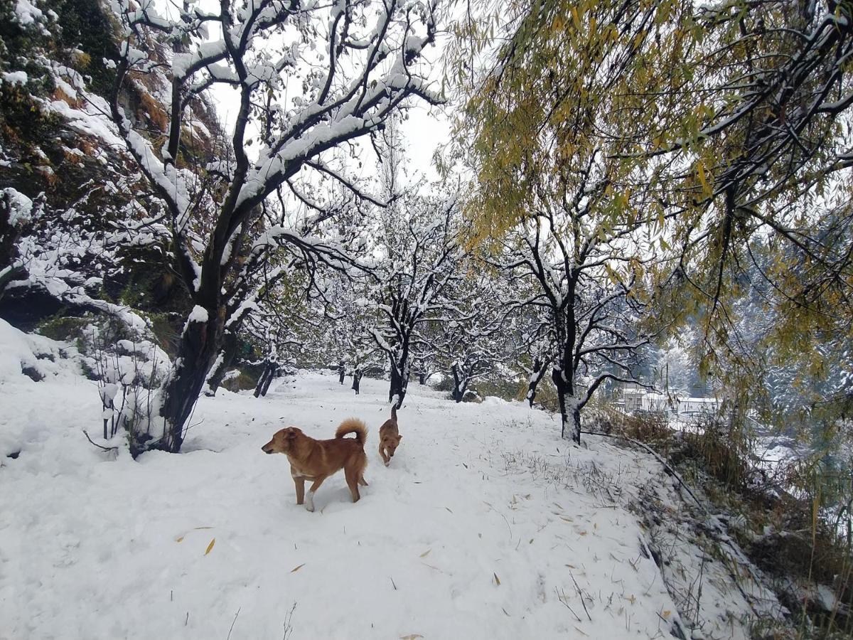 Farm And Camps * Manali (Himachal Pradesh)