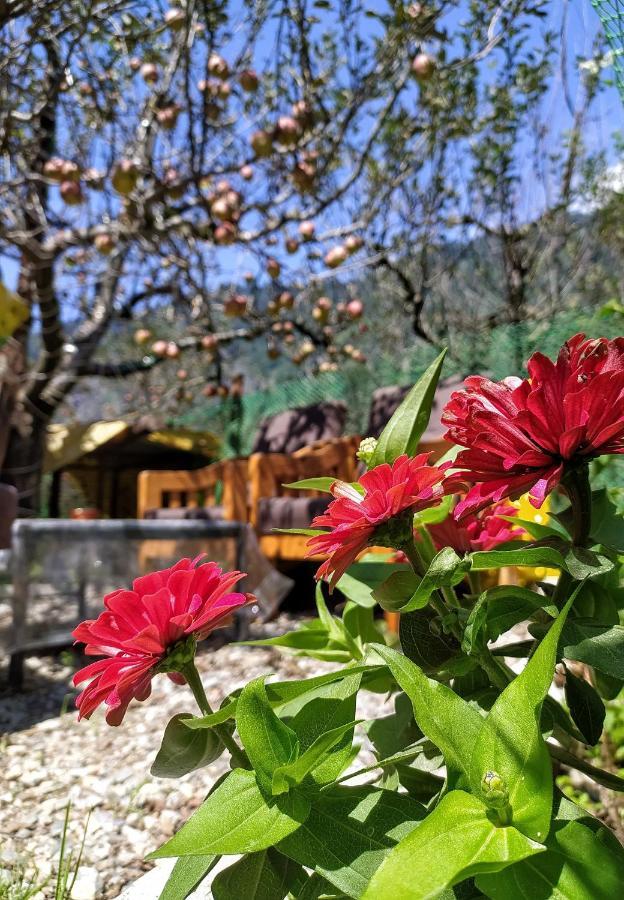 Farm And Camps Manali (Himachal Pradesh)