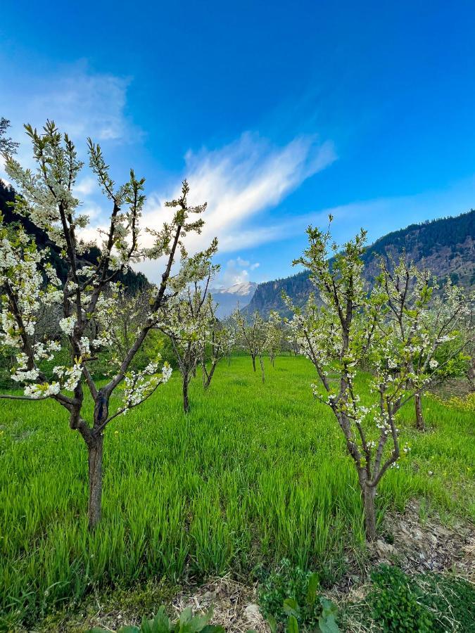 Hostel Yolo Backpackers - Manali (Himachal Pradesh)