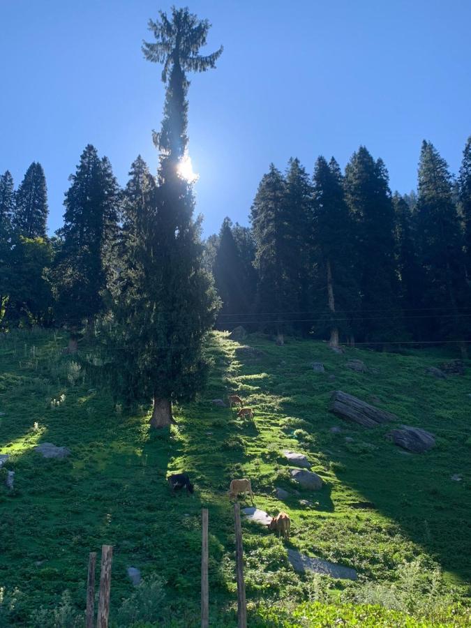 The Ivy House Sethan Homestay Manali (Himachal Pradesh)