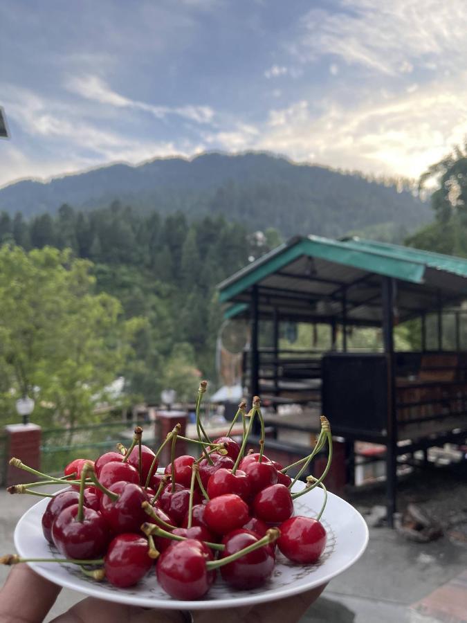 Sleepy Panda * Manali (Himachal Pradesh)