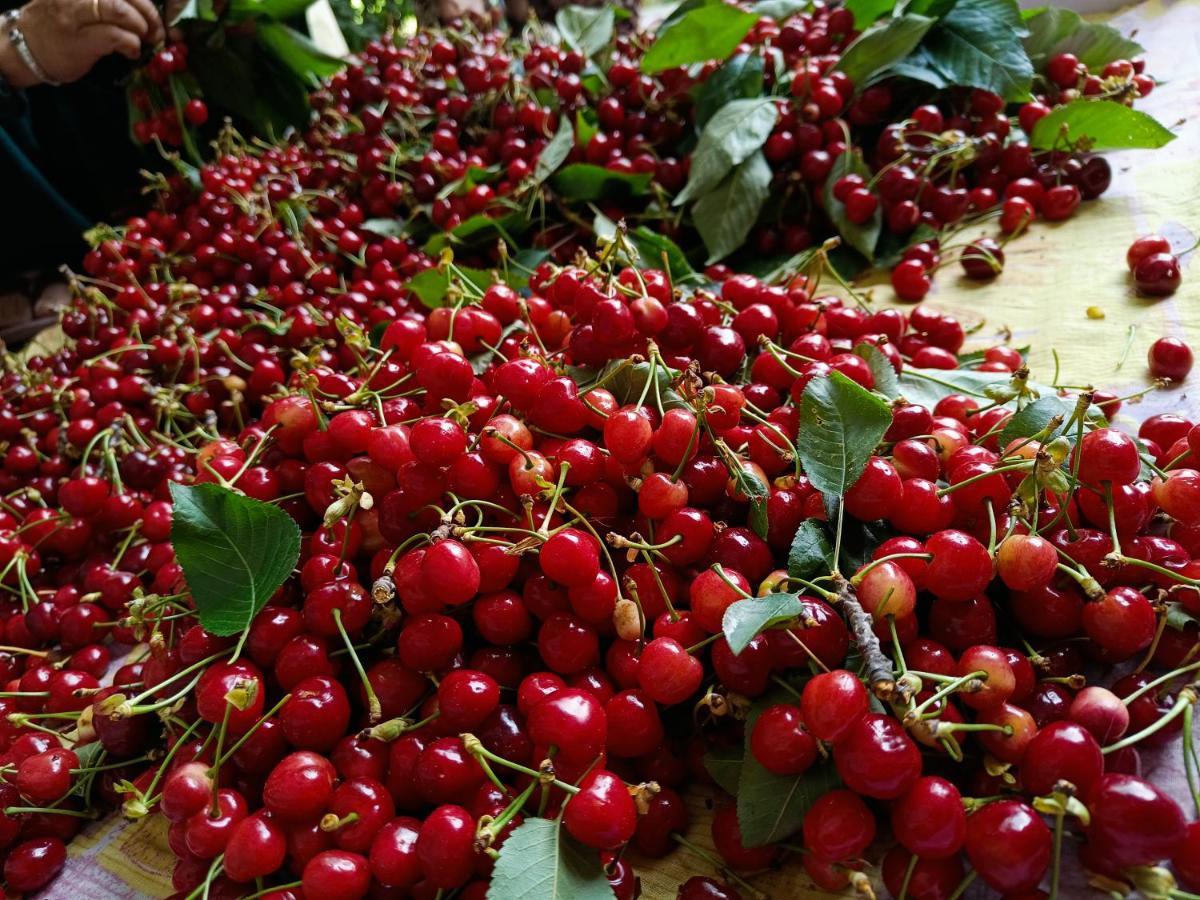 Homestay Marley's Apple *