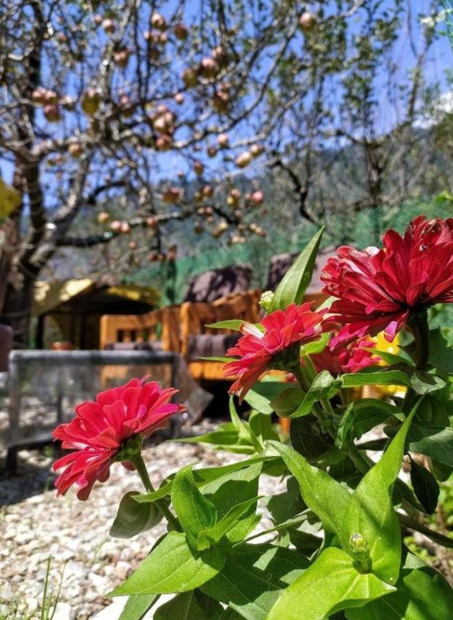 Hostel Farm & Camps *