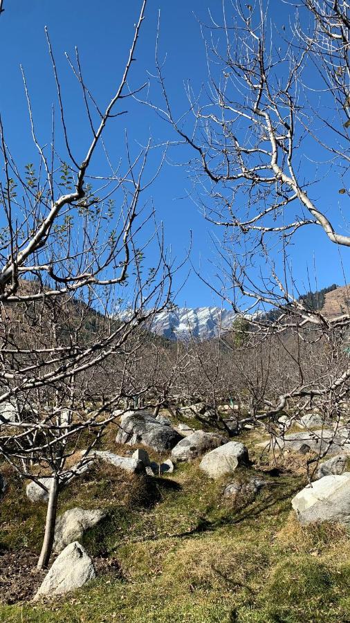 The Hillbilly's Manali (Himachal Pradesh)