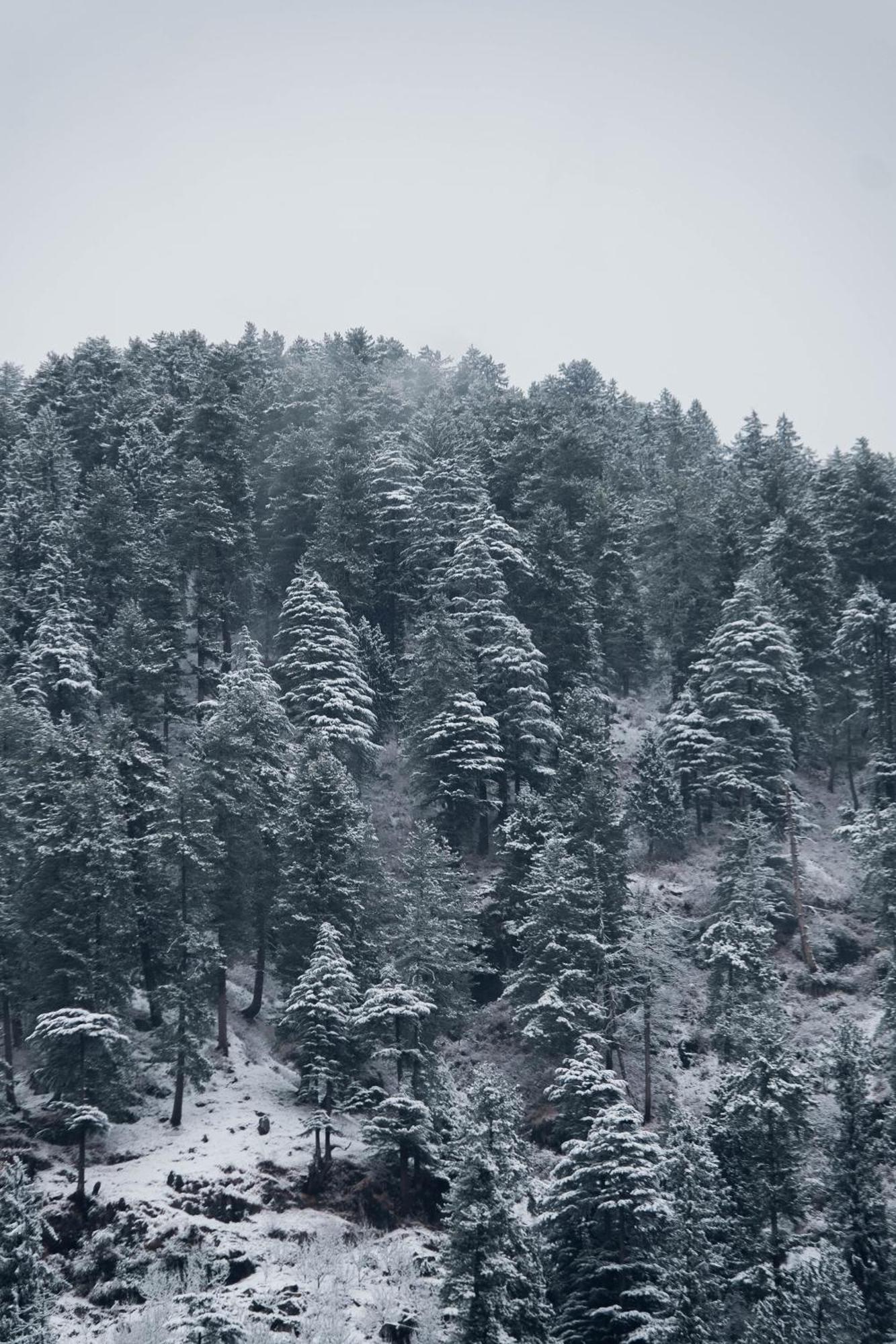 Warehouse Suites And Loft Manali (Himachal Pradesh)