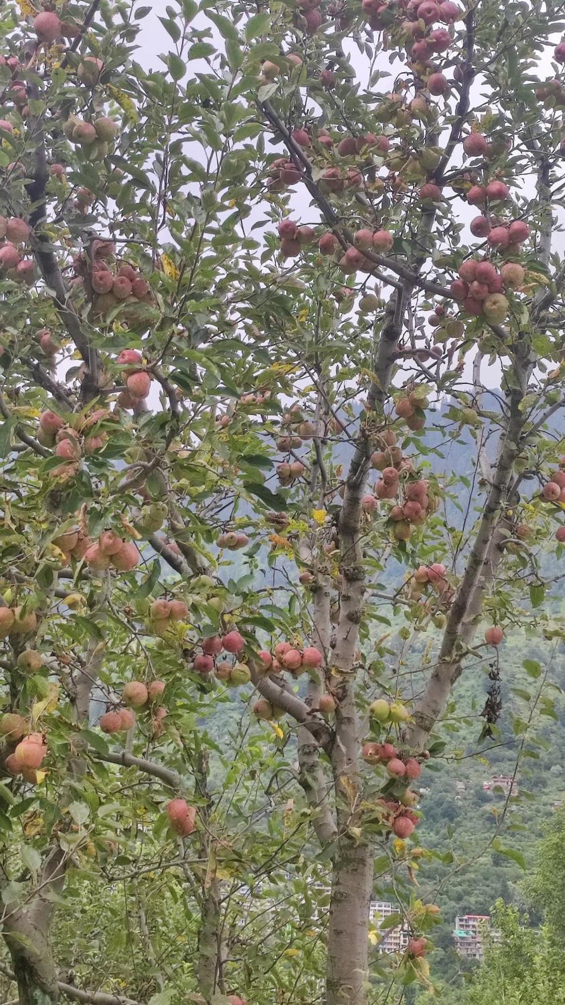 Hodophile Apartment Manali (Himachal Pradesh)