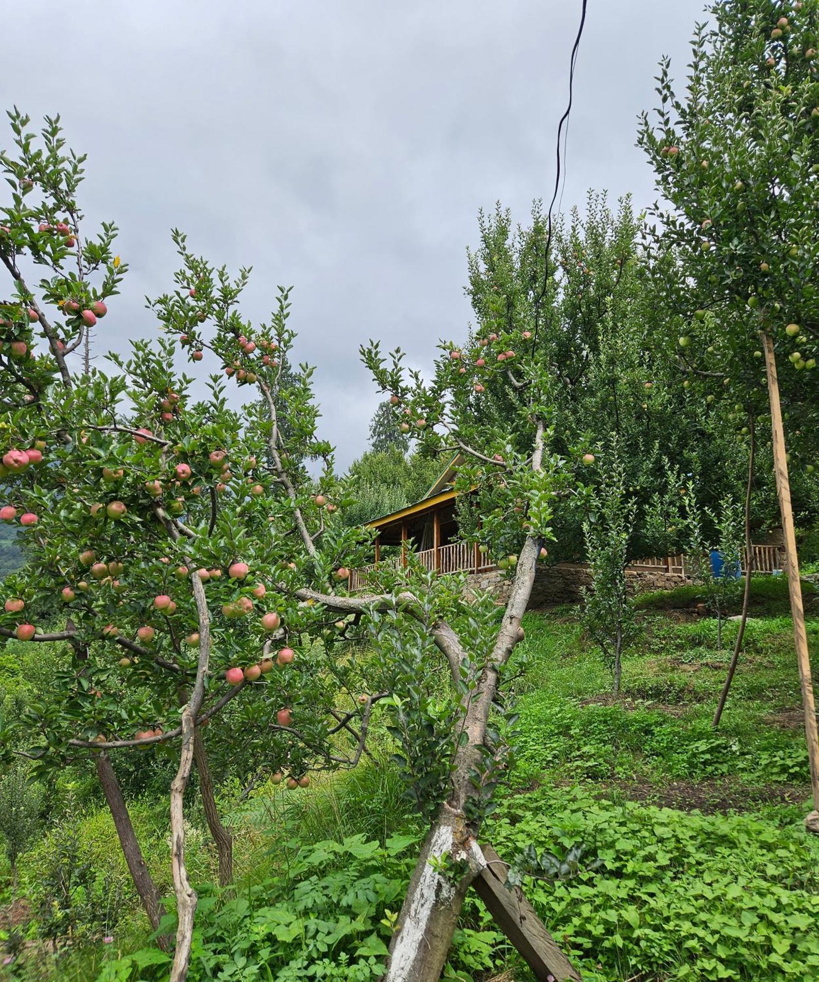Upepo - The Sky Village Manali (Himachal Pradesh)