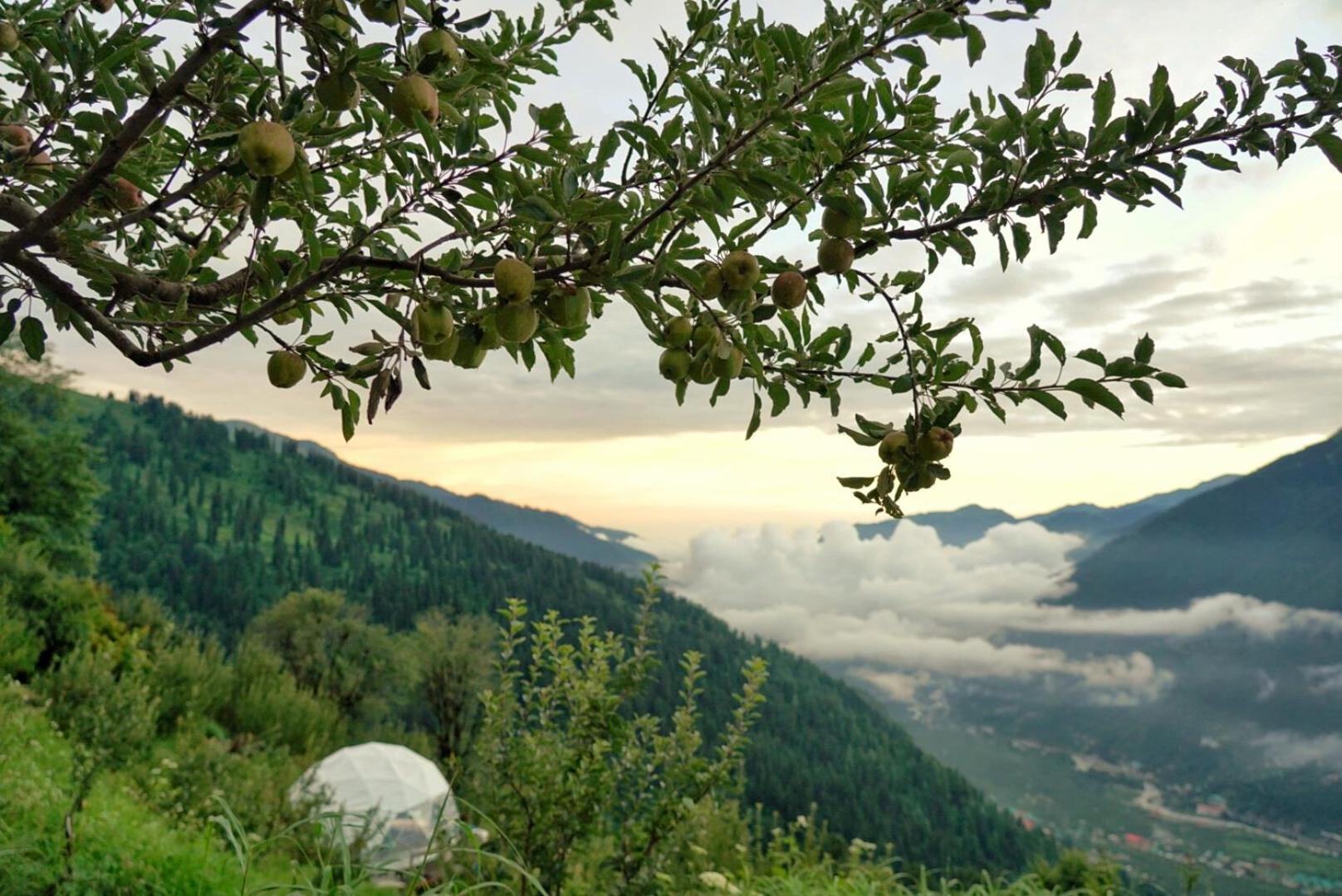 Glampeco Campsite Manali (Himachal Pradesh)