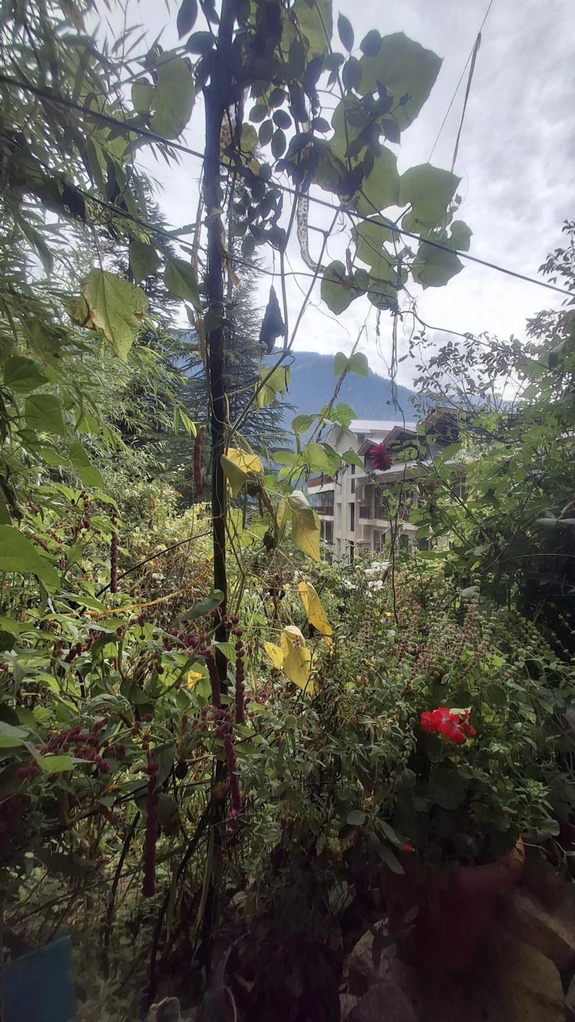 Homestay Sky Mountain Manali (Himachal Pradesh)