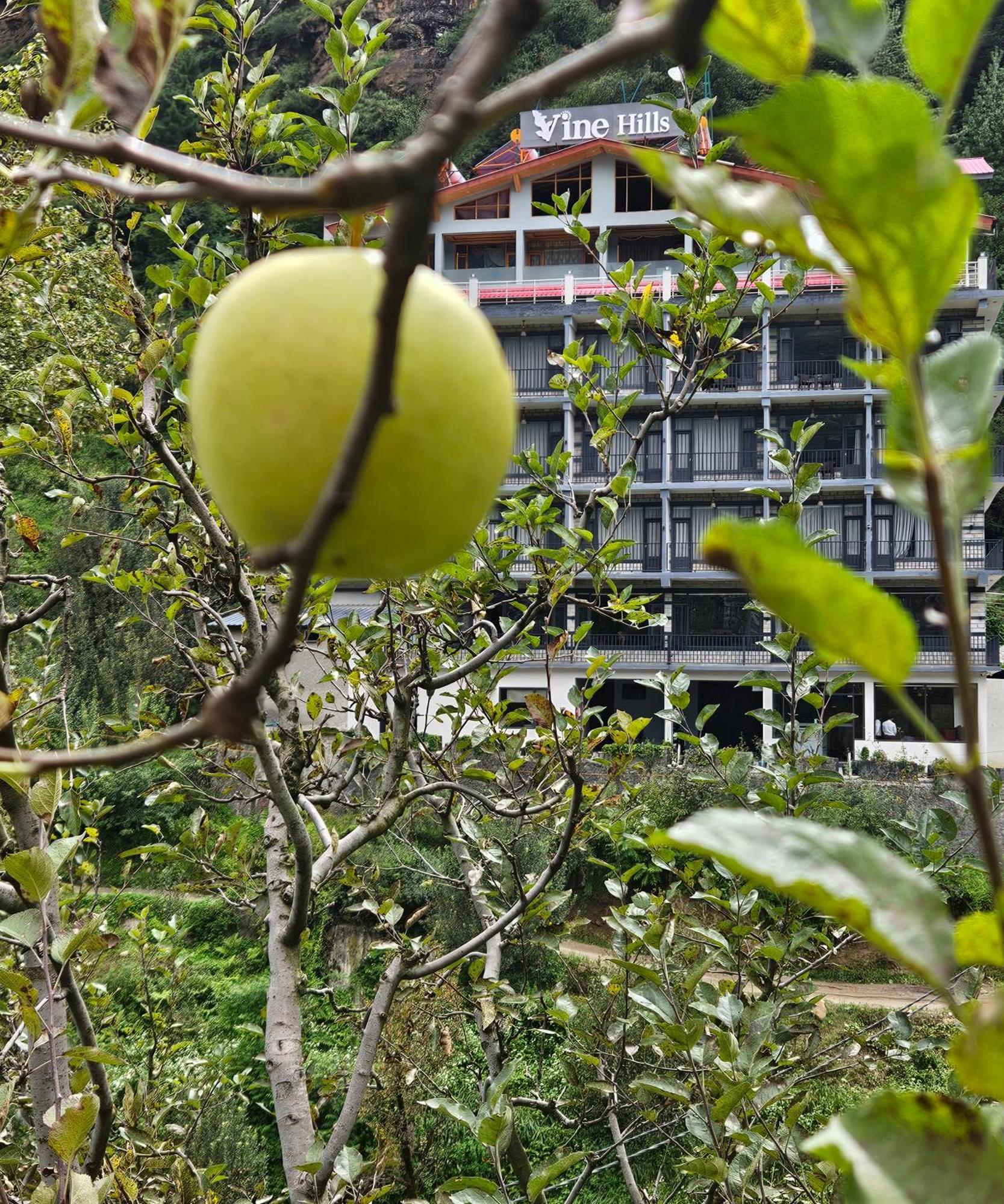 Hotel Vine Hills Manali (Himachal Pradesh)