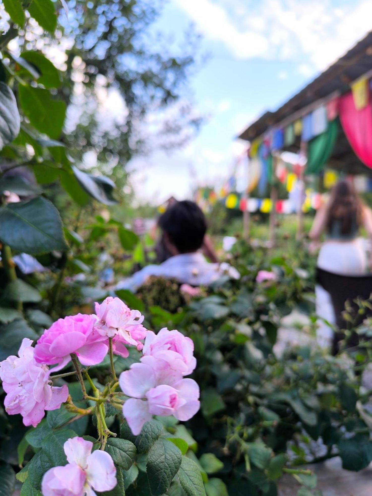 Hostel Farm & Camps *