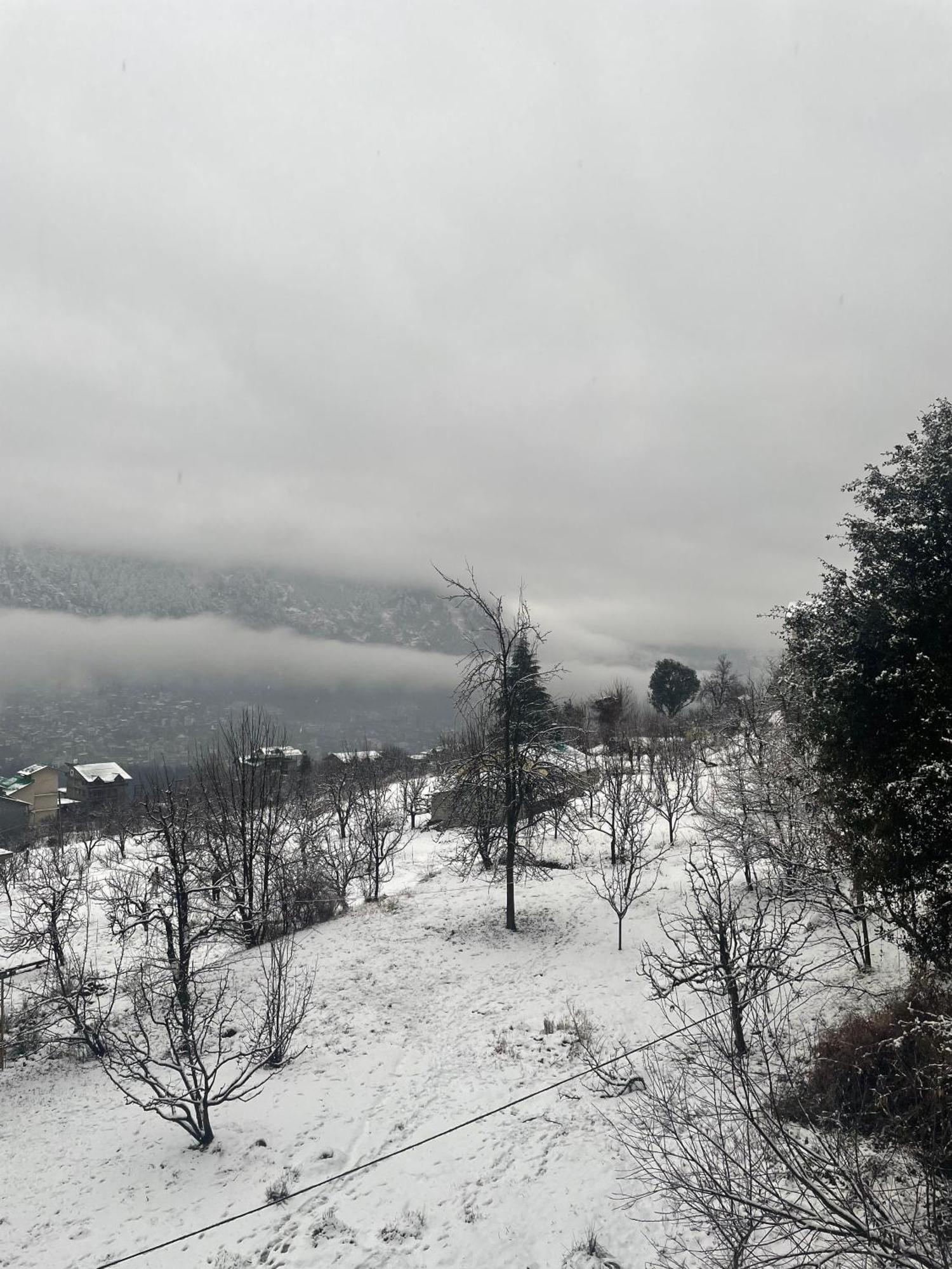 Cherry Manali (Himachal Pradesh)