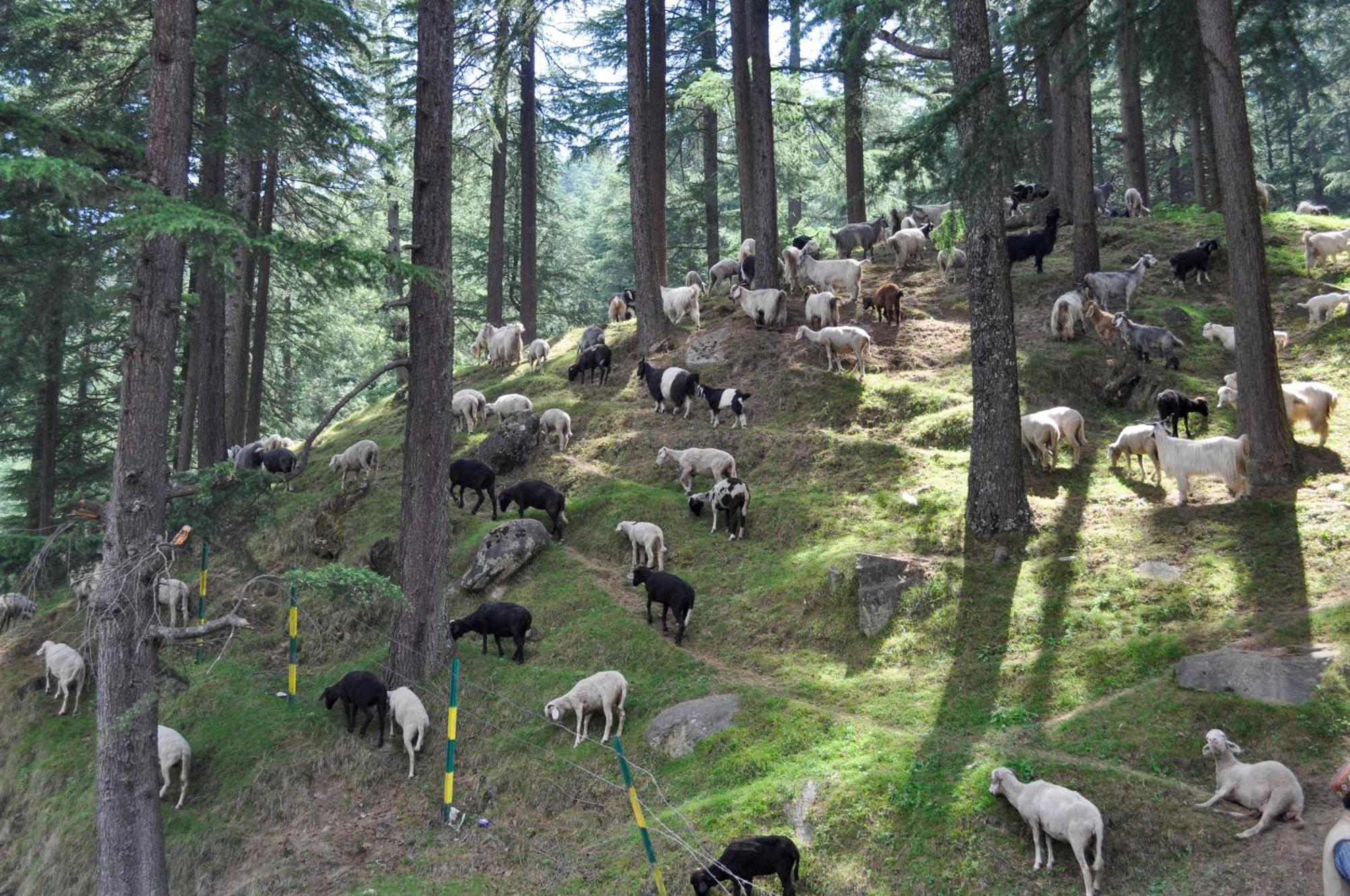 Pause By The Woods 3* Manali (Himachal Pradesh)