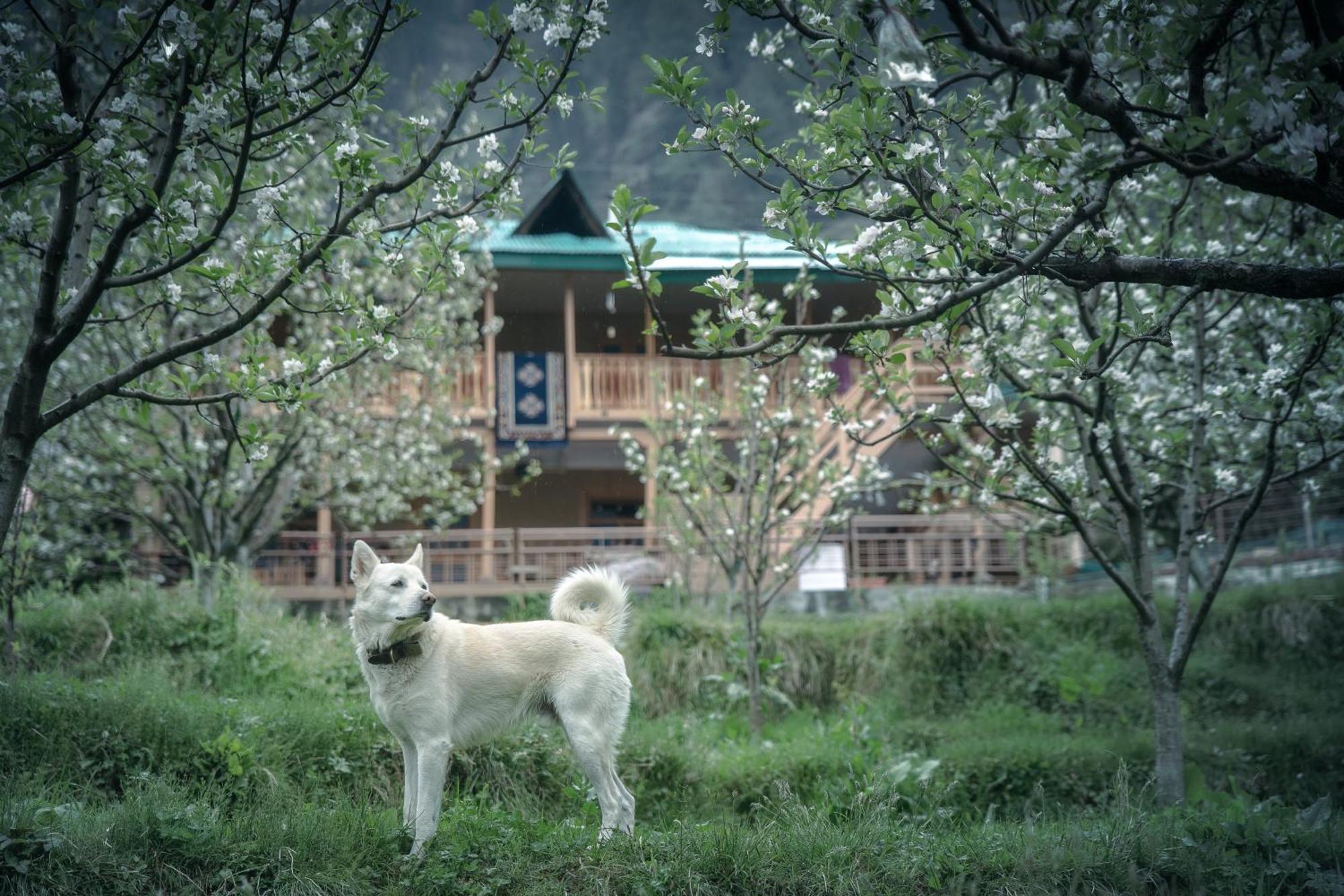 Hotel The Mountain Child Manali (Himachal Pradesh)