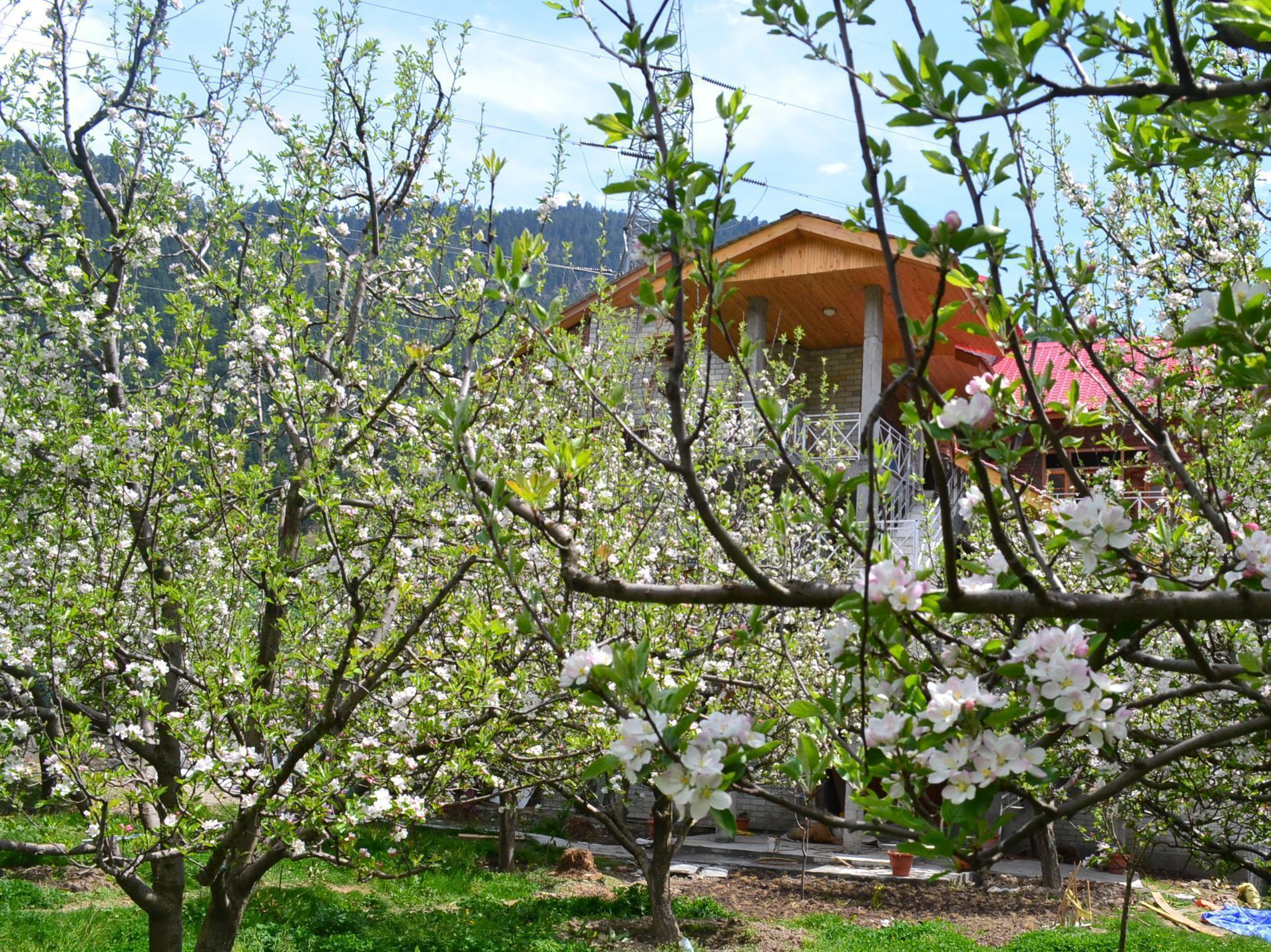 Oyo 4871 The Countryside Resort 3* Manali (Himachal Pradesh)