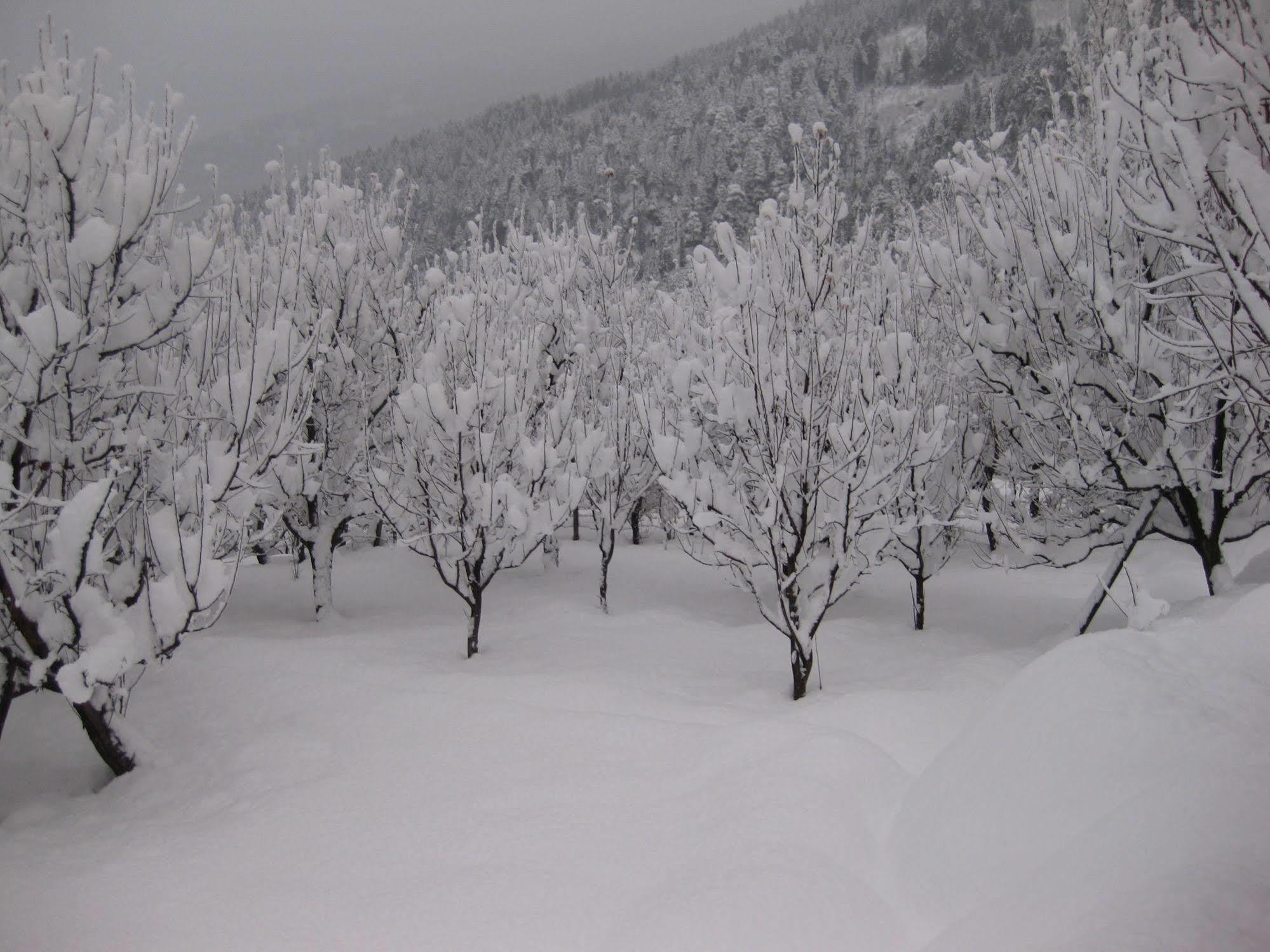Resort Sarthak Resorts-reside In Nature With View, 9 Kms From Mall Road Manali (Himachal Pradesh)