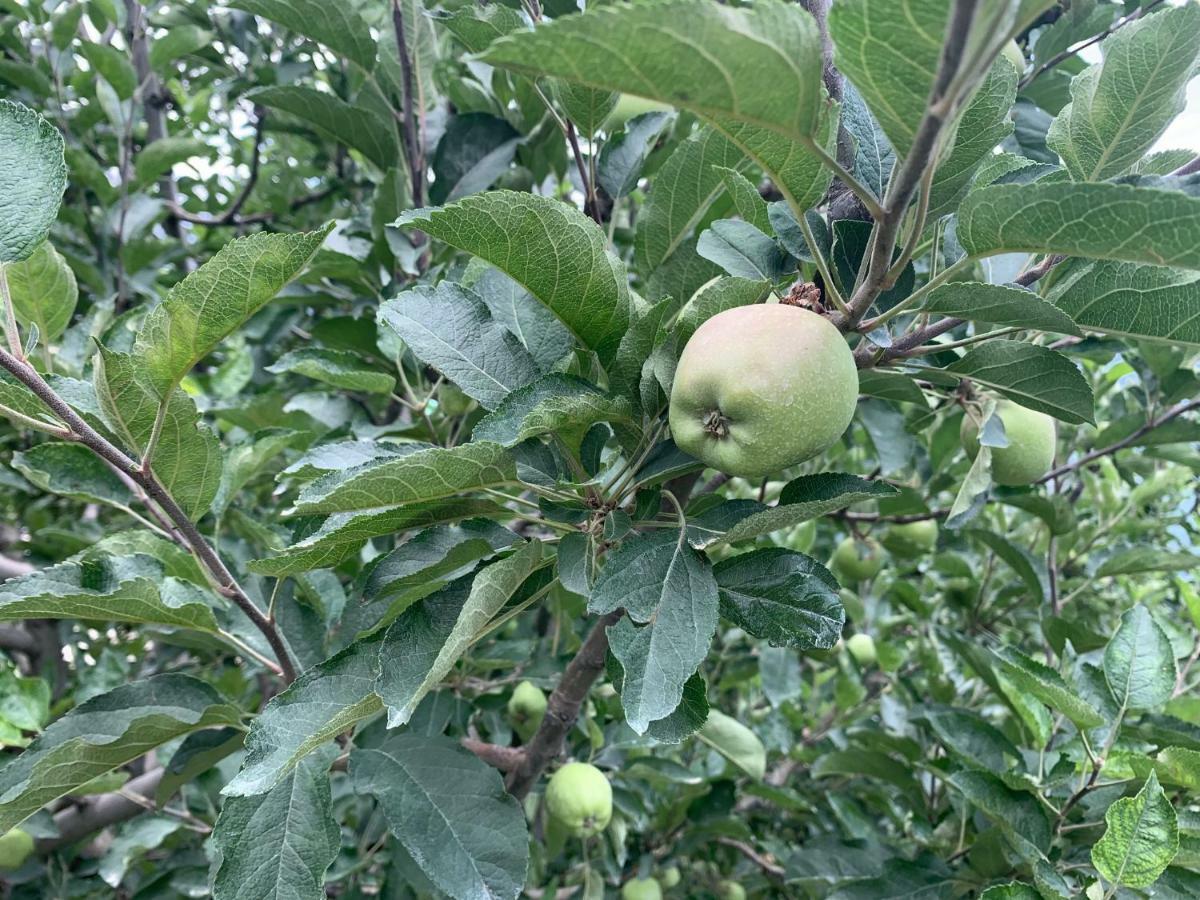 Orchard Retreat Manali (Himachal Pradesh)