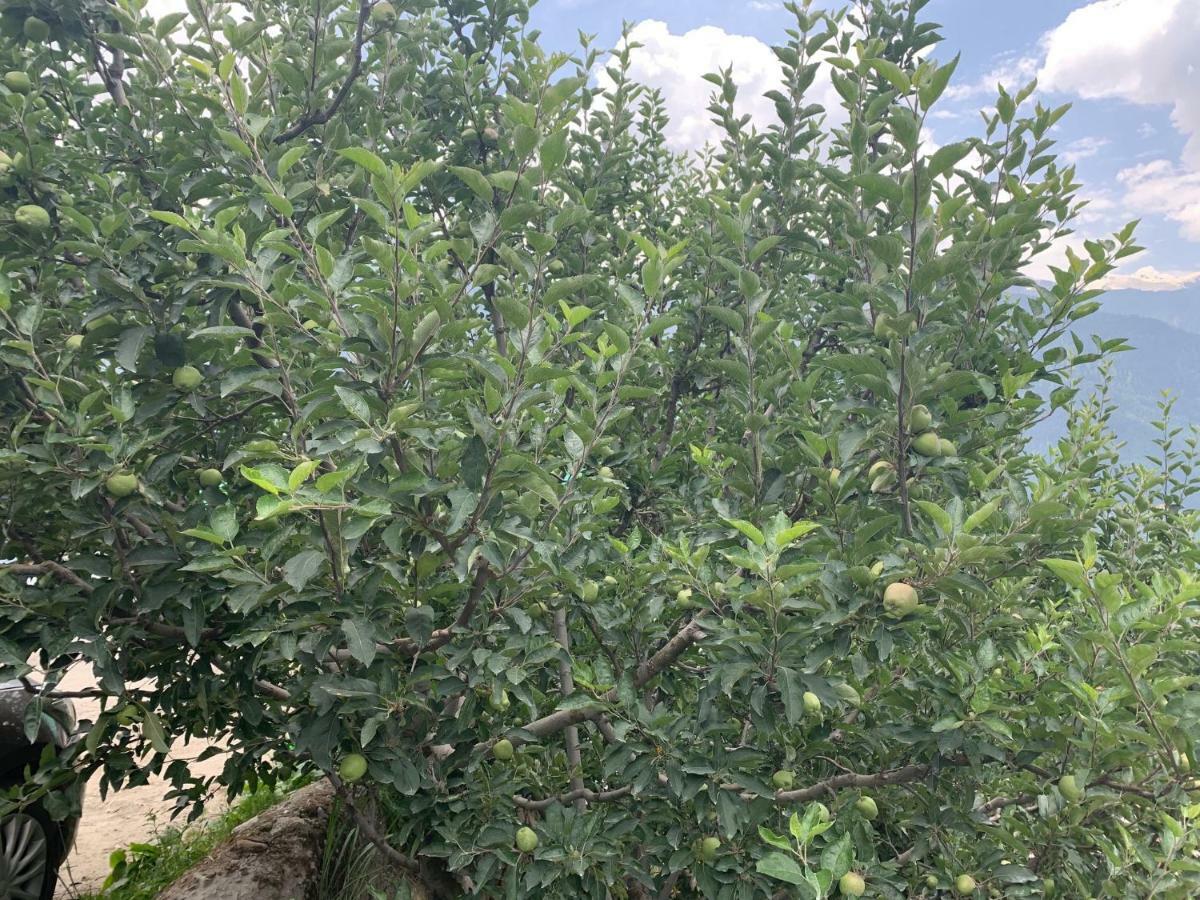 Resort Orchard Retreat