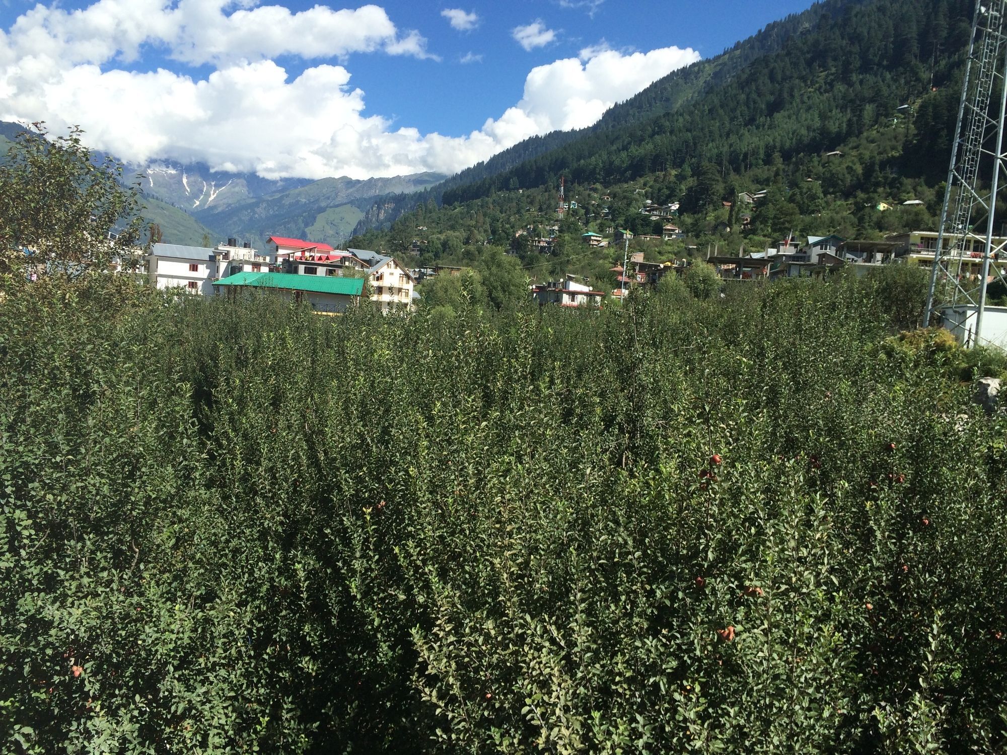 Apple Paradise Manali (Himachal Pradesh)