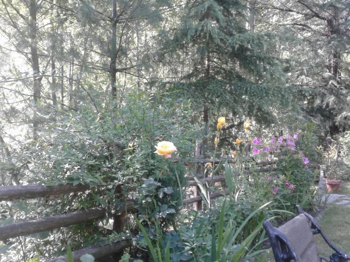 Tall Trees 4* Manali (Himachal Pradesh)