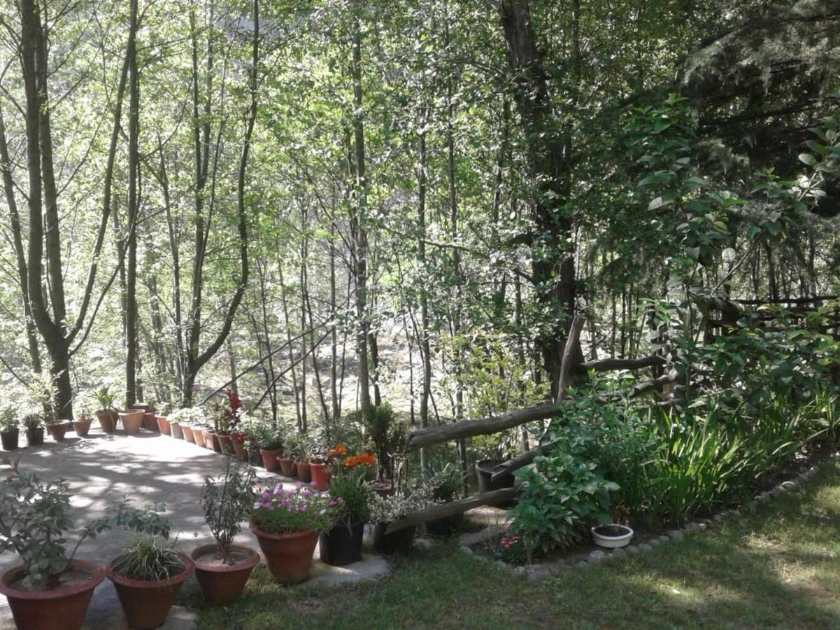 Tall Trees 4*
