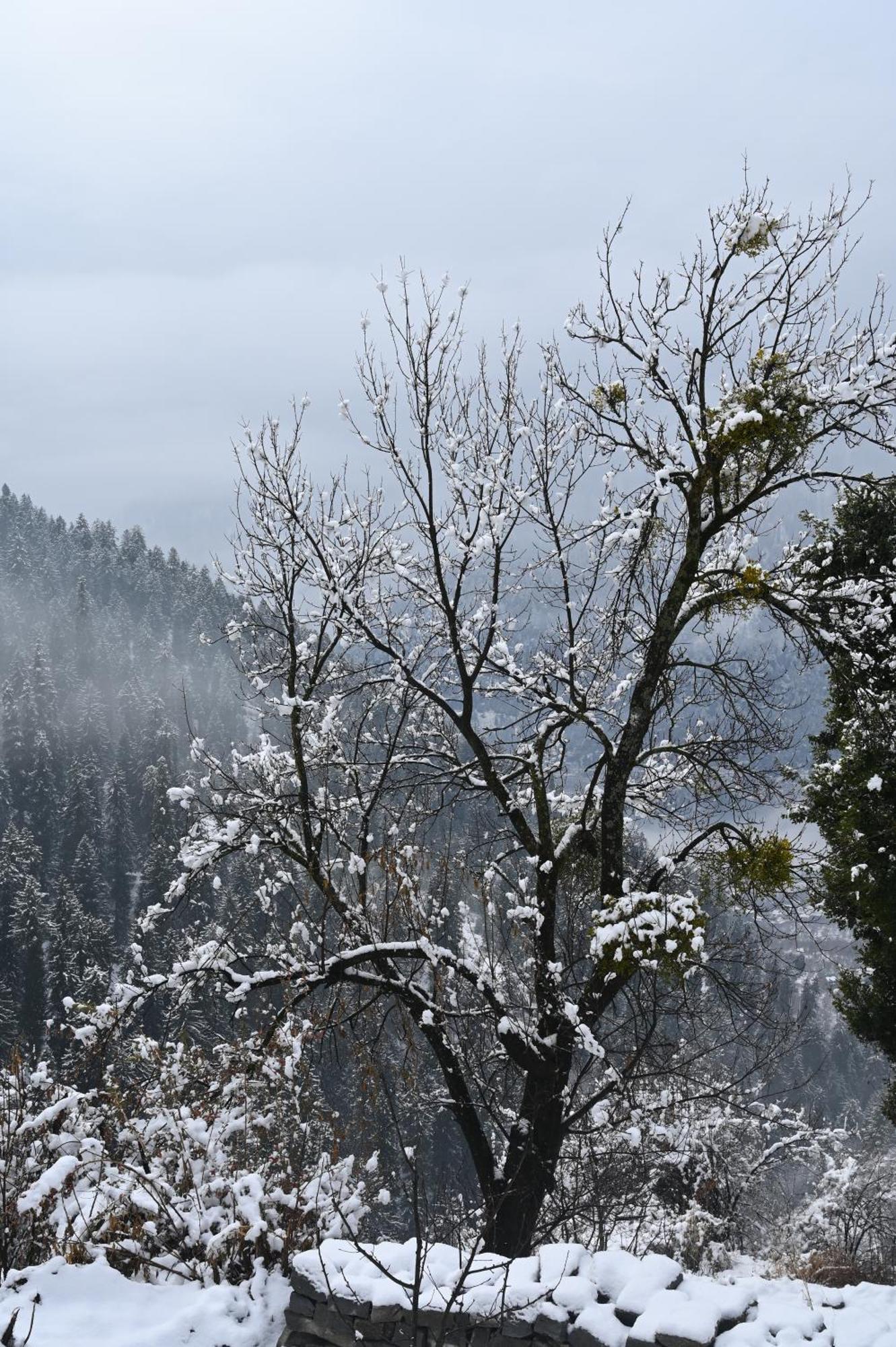 Ahorastays Manali (Himachal Pradesh)