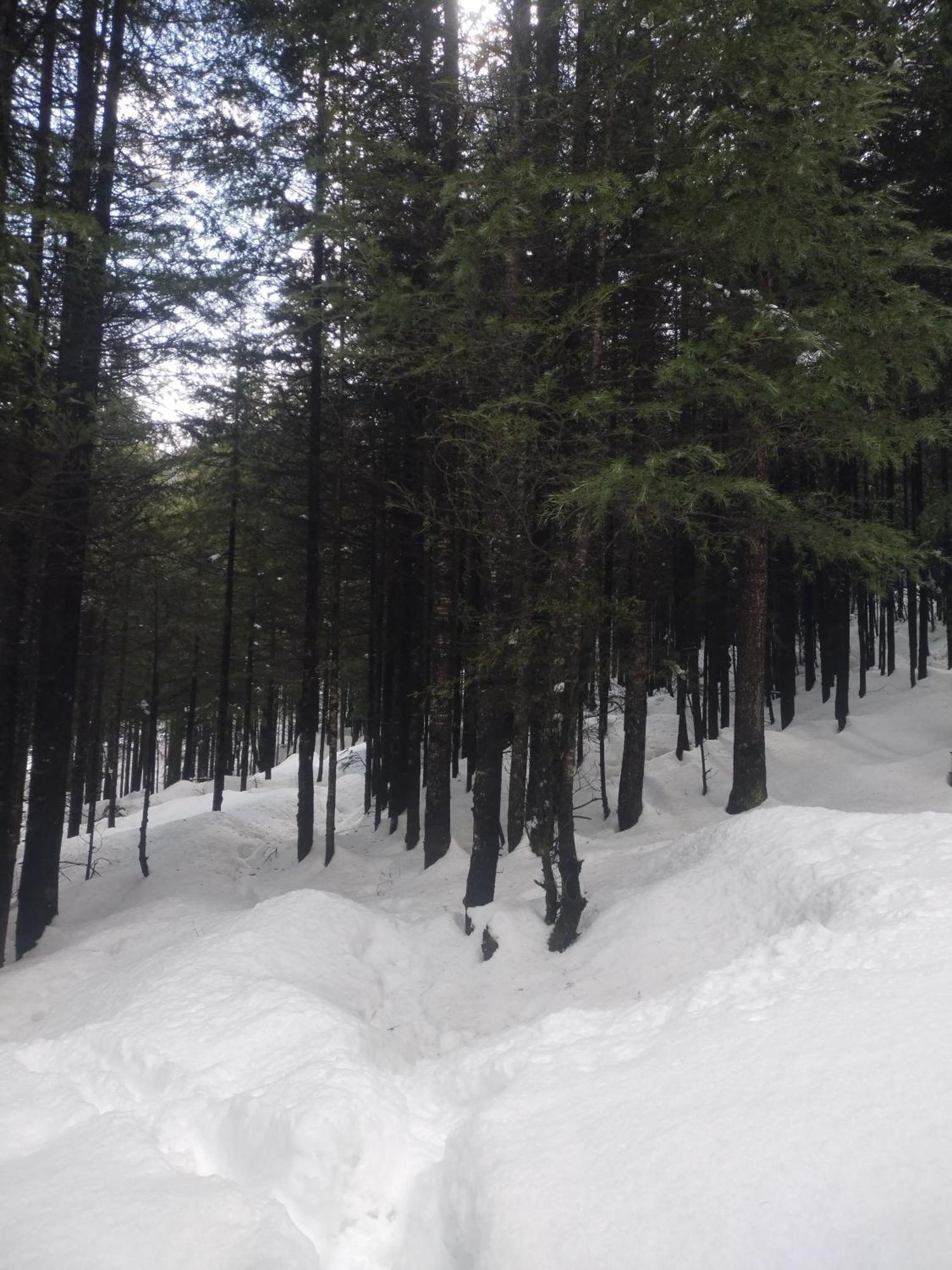 Homestay Meluha Hikes And Stays Manali (Himachal Pradesh)