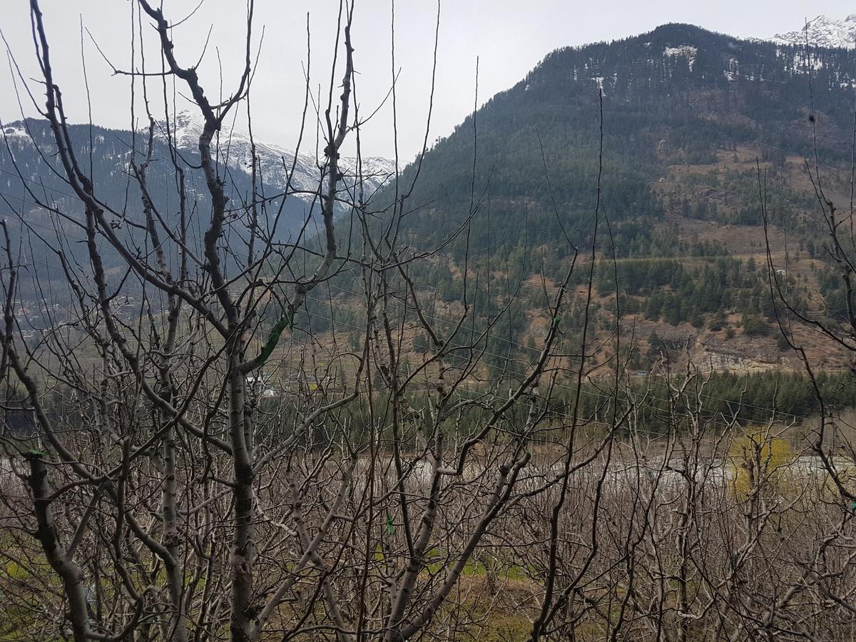 Sunface * Manali (Himachal Pradesh)